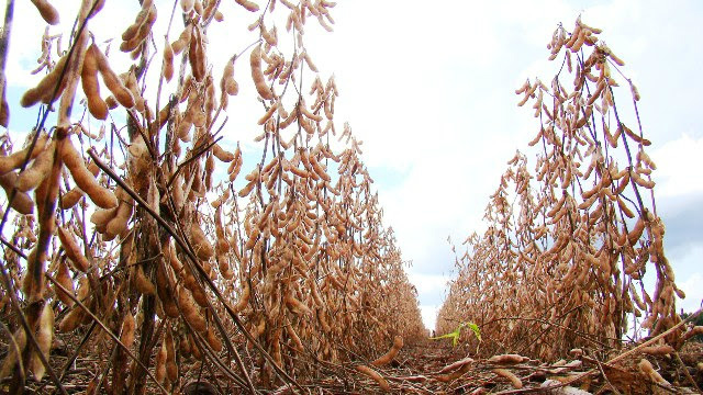 Produtores já colheram 96% da área de soja em Mato Grosso do Sul