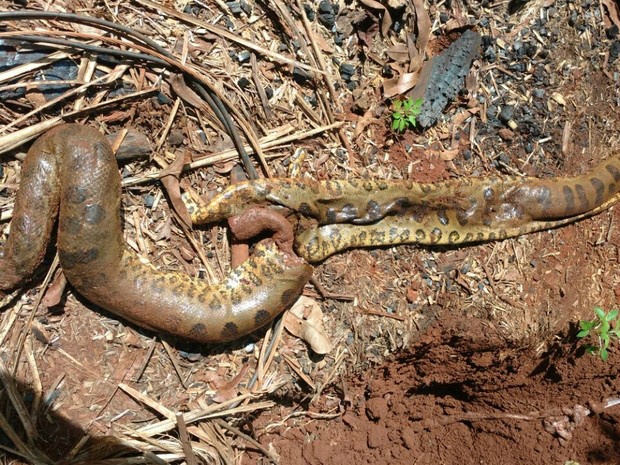 Depois que a gordura foi retirada, cobra foi enterrada no quintal (Foto: Divulgação/PMA)