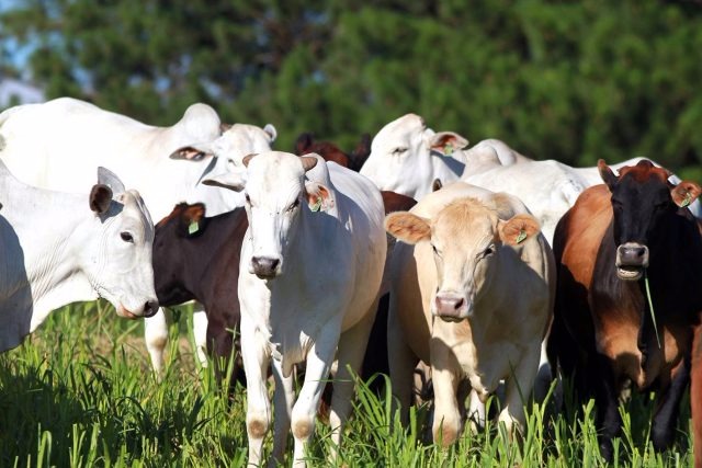 Associações da classe produtiva ainda reivindicam a liberação de uso de implantes anabólicos em bovinos de corte e de leite. Foto: Divulgação