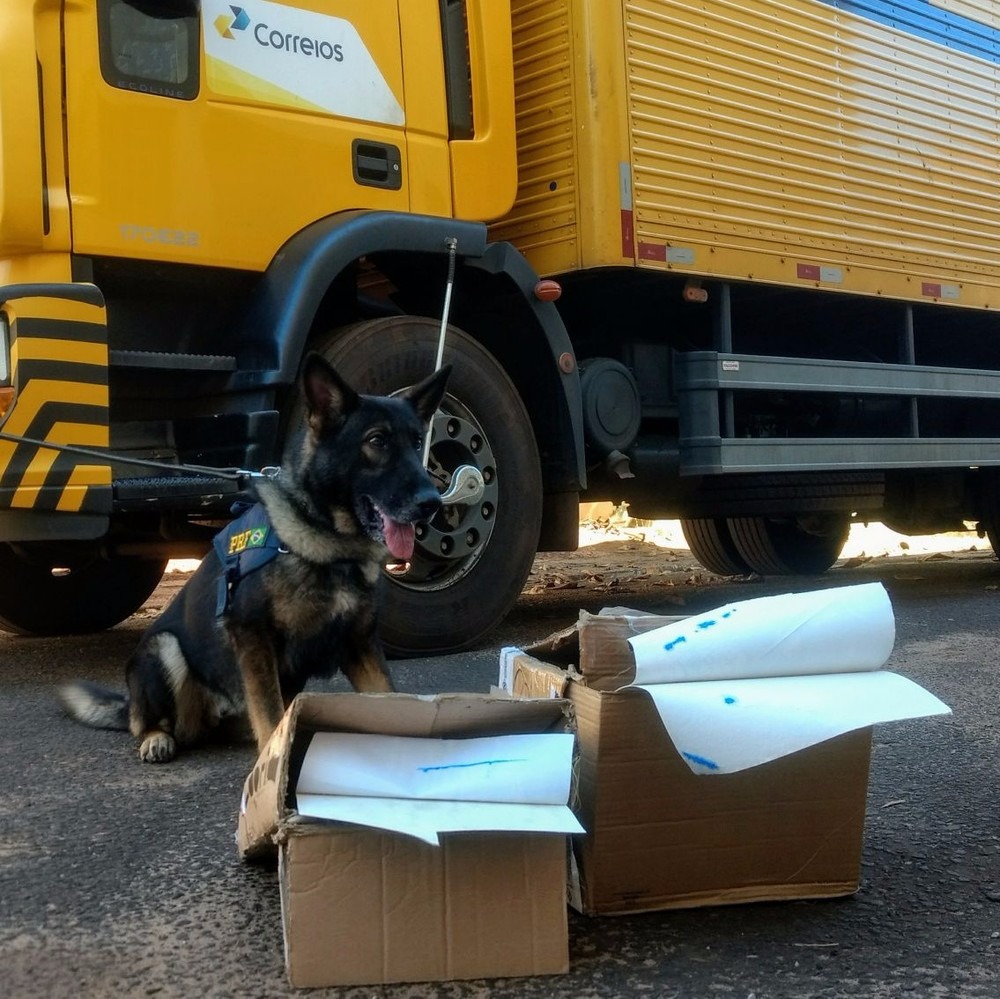 Cães farejadores ajudaram a encontrar os materiais com entorpecente (Foto: PRF/Divulgação)