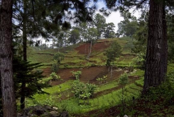 Segundo a FAO, a qualidade biológica dos solos é fundamental para o equilíbrio ecológico e uma agricultura sustentáve lFoto: ONU/Logan Abassi