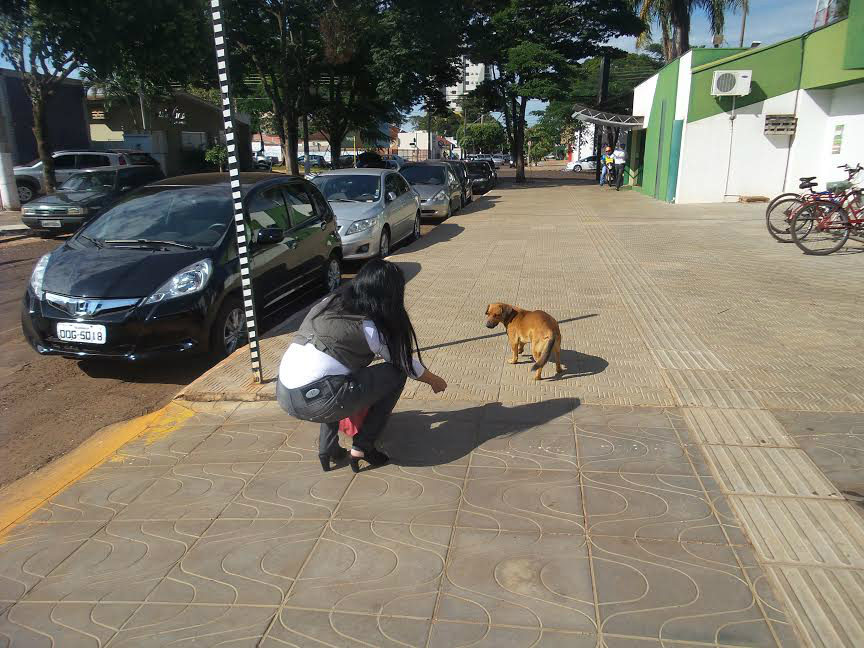 Dos três cachorros, dois deles continuam abandonados na ruaFoto: Cido Costa