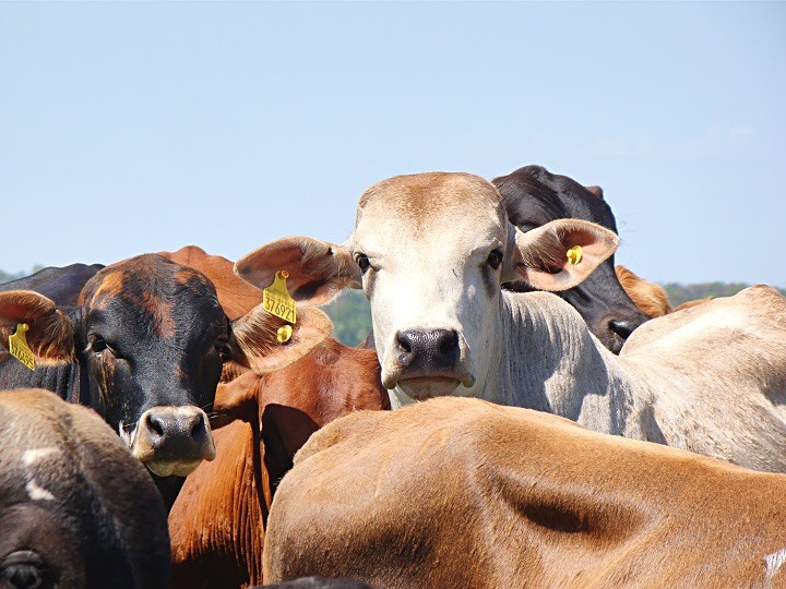 Em janeiro deste ano, o Estado produziu 73,2 mil toneladas de carne bovina, 14% a mais que no mesmo período do ano passado.