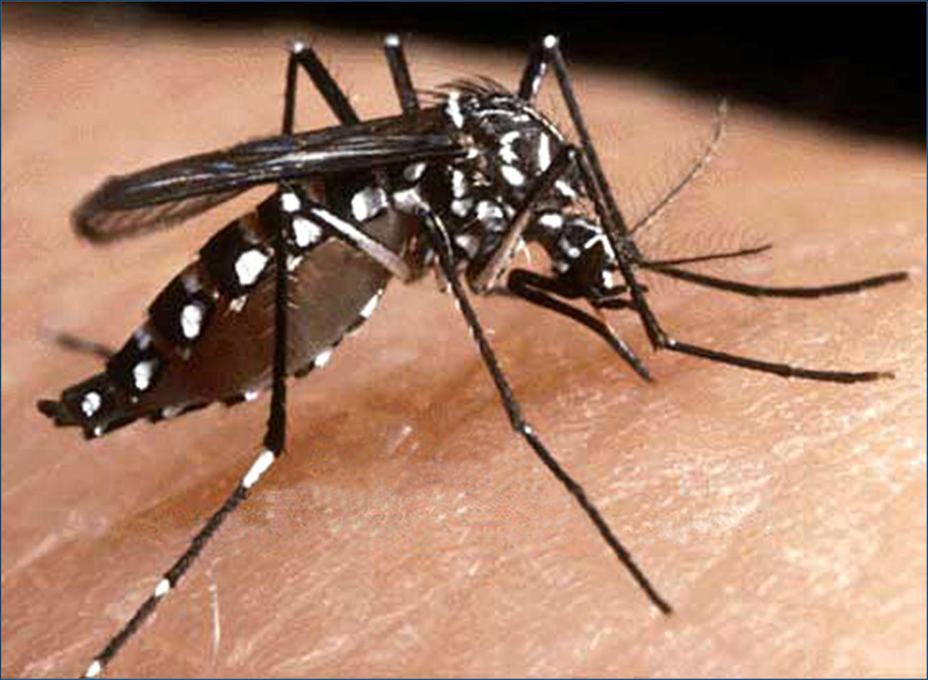 Dourados, segundo boletim epidemiológico da Secretaria de Estado de Saúde, enfrenta alta incidência de dengue