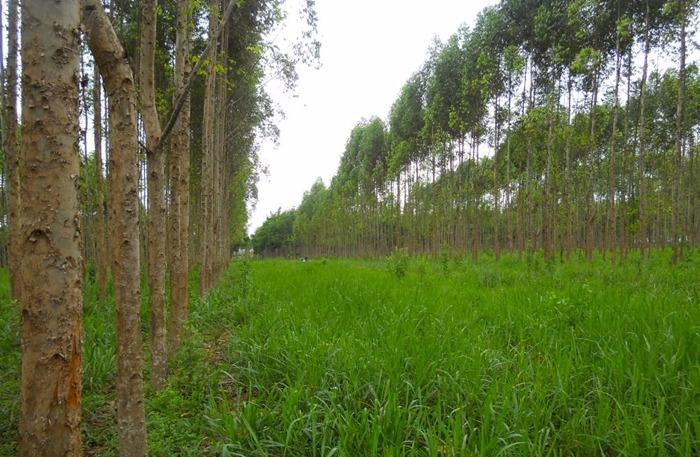 Fazenda Gamada: consórcio entre eucalipto e rotação soja, arroz de terras altas e braquiária - Foto: Beáta Madari