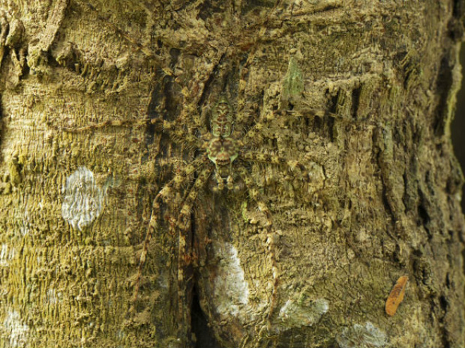 A chamada ‘aranha-líquen’ se mistura a uma árvore, no Parque Nacional de Erawan, na Tailândia (Foto: Caters/BBC)
