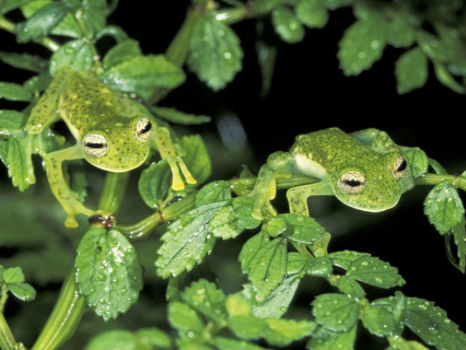 Os sapos flagrados no Parque Nacional Manu, no Peru, moldam-se à vegetação verde que os rodeia (Foto: Caters/BBC)