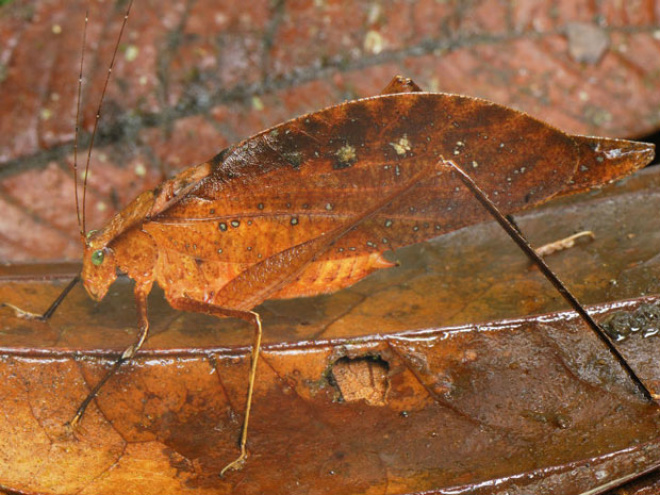 A cigarra flagrada na Reserva Nacional de San Cipriano, na Colômbia, mistura-se às folhas (Foto: Caters/BBC)