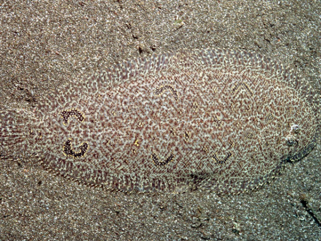 Esta espécie de peixe se mistura aos pedregulhos no fundo do mar (Foto: Caters/BBC)