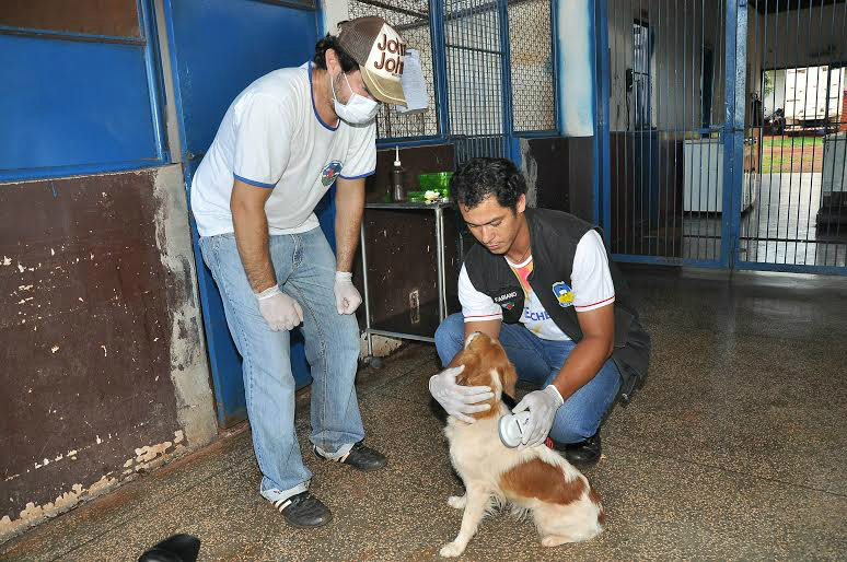 Animais que chegam ao CCZ passam por checagem geral e são encaminhados para adoçãoFoto: Arquivo/Assexom