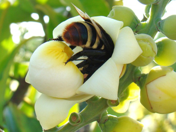 Abelha da espécie Eulaema (Eulaema) meriana em flor da castanha-do-Brasil. A abelha é considerada um dos principais animais que atuam diretamente na polinização de 75% das variedades de cultivos para alimentação humana. Foto: Marcelo Cavalcante