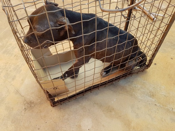 PMA resgatou cãozinho preso em gaiola