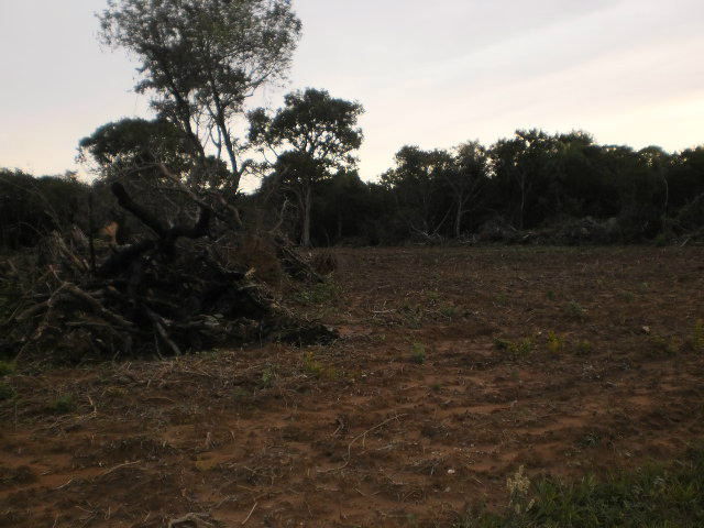  Mato Grosso do Sul registrou 568 ha de desflorestamento