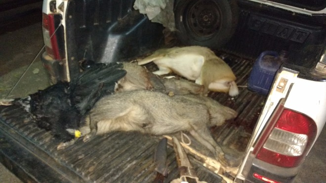 Caçadores abatem animais e levam multa de R$ 33 mil