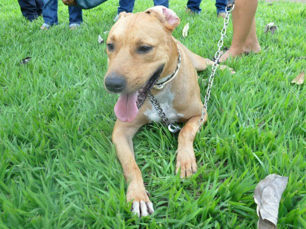 Cão Scooby ficou conhecido em 2012 e conseguiu autorização para tratar leishmaniose (Foto: Fernando da Mata/G1 MS- Arquivo 15/01/2013)