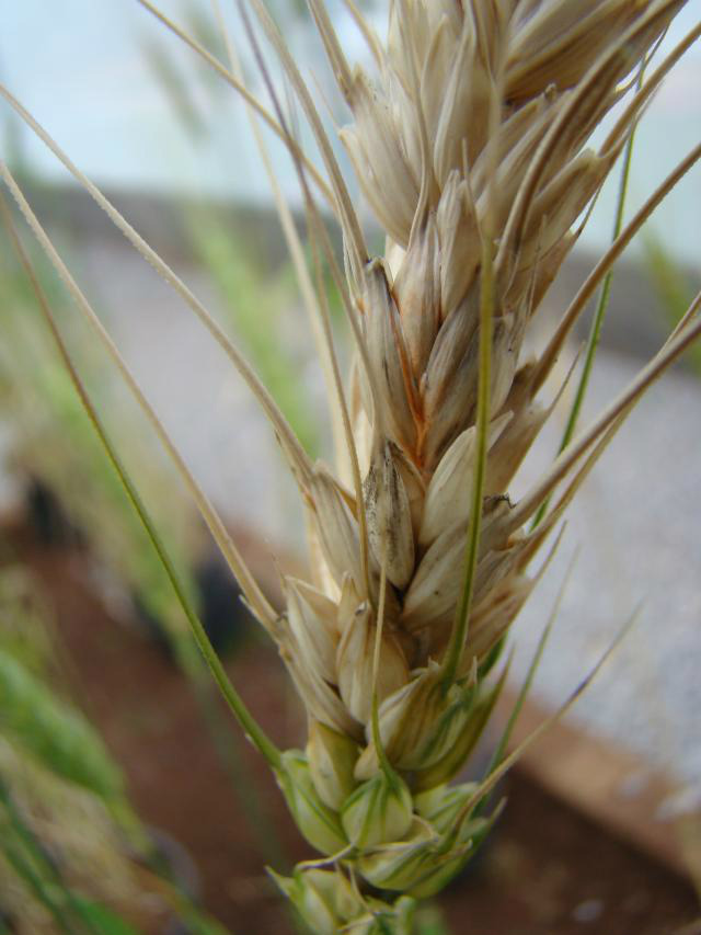 A giberela é a principal doença do trigo no mundo - Foto: Paulo Kurtz