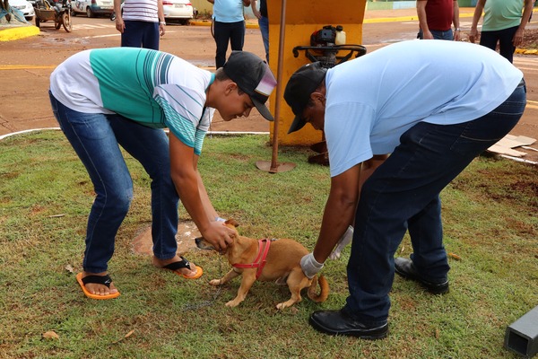 Vacinação de cães e gatos continua em Dourados; meta é vacinar 55 mil animais