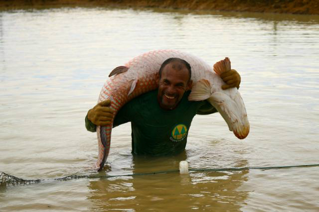 Síglia Souza - O pirarucu é nativo da região amazônica e um dos maiores peixes de água doce do mundo