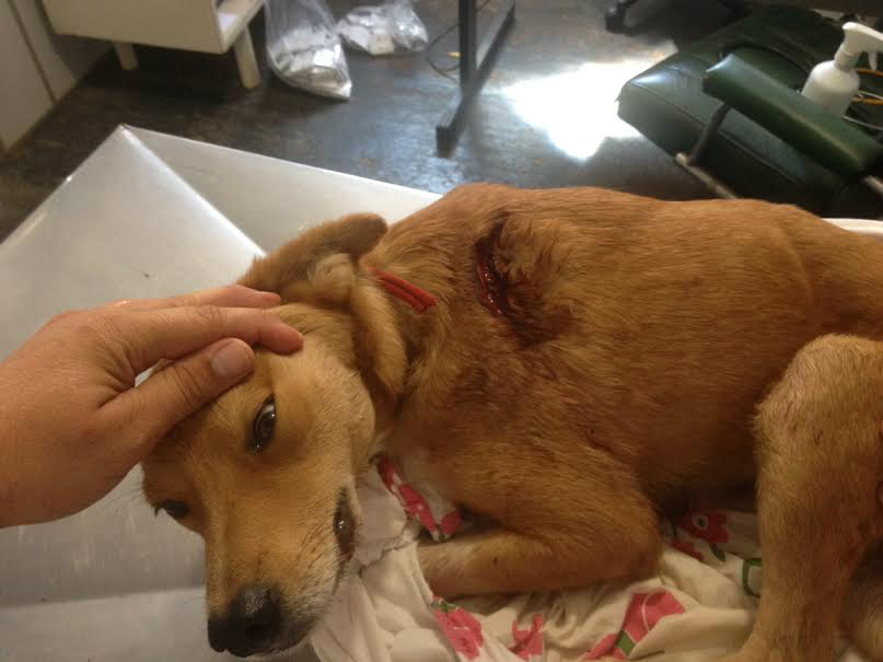 Cachorro ferido por golpes de facão em Aparecidado Taboado (Foto: Divulgação/ PMA)