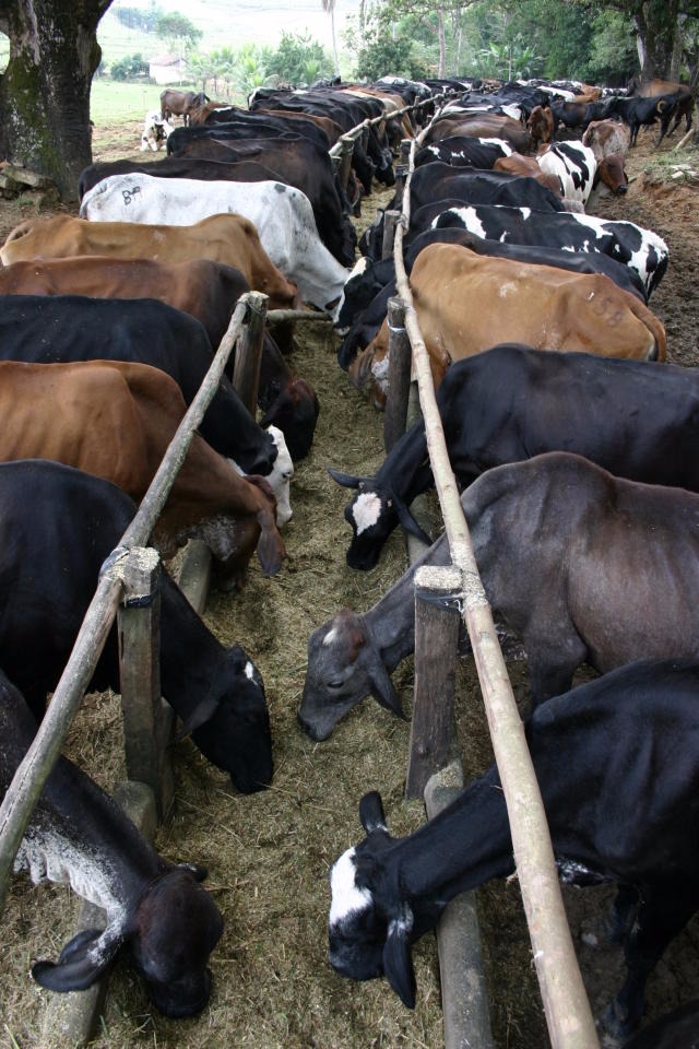 Foto: Alcides Okubo Filho Alcides Okubo Filho - Suplementação alimentar para vacas de leiteSuplementação alimentar para vacas de leite