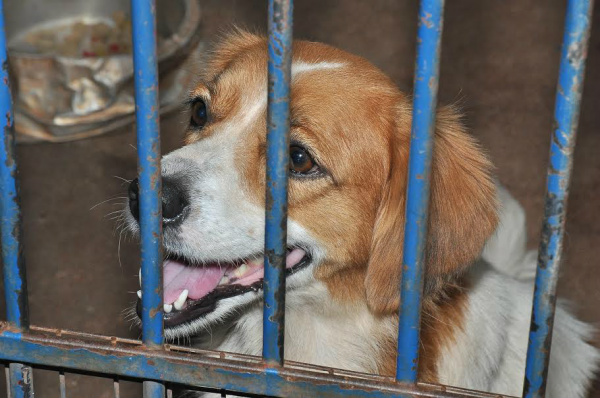 Animais recolhidos pelo CCZ são castrados e encaminhados para adoção ​Foto: Assecom