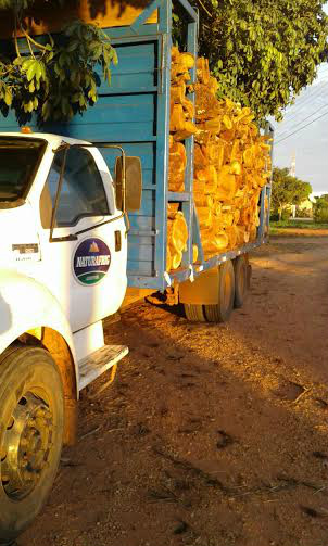 PMA apreende caminhão com 13 m³ de madeira ilegal e autua infrator em 7,8 mil