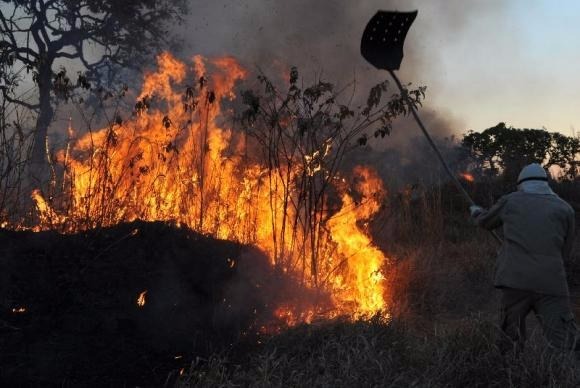 Queimadas provocam efeito cascata: com o fim da vegetação, aumenta o risco de morte de animais de florestas atingidas pelo fogoArquivo/Valter Campanato/Agência Brasil