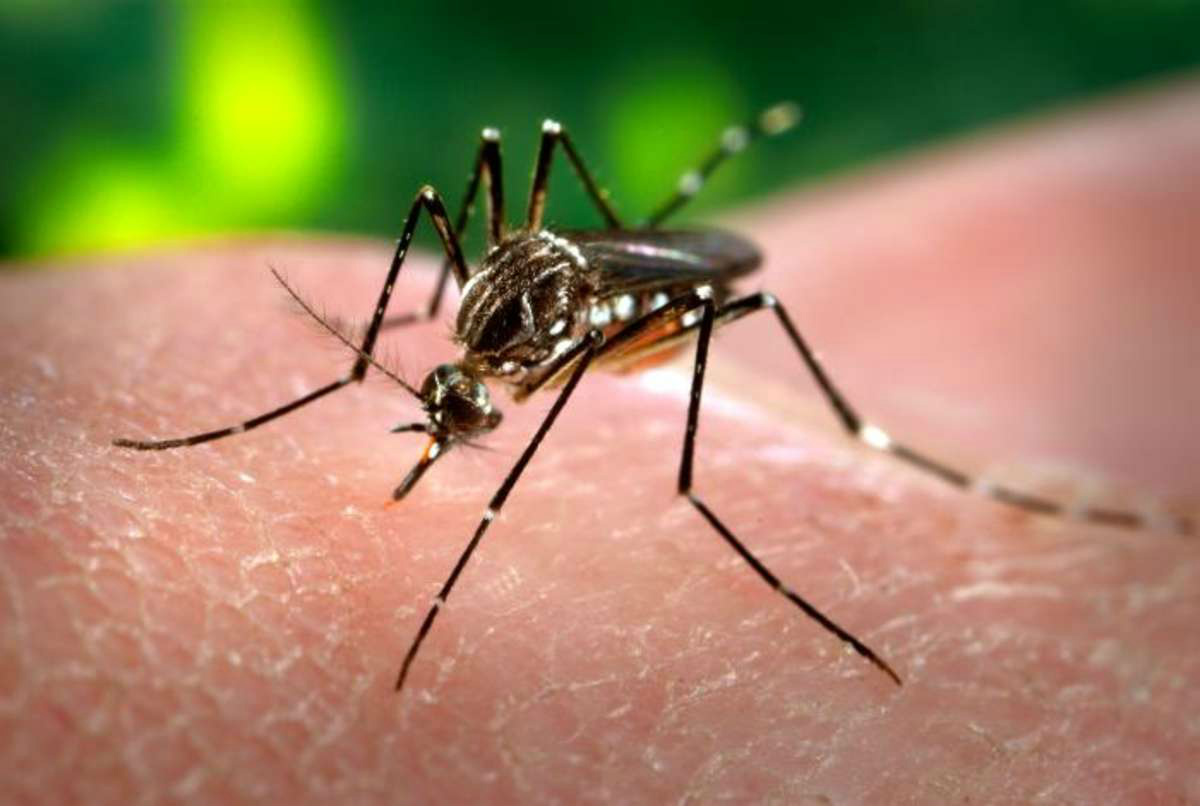 MS tem 126 grávidas infectadas pelo zika vírus