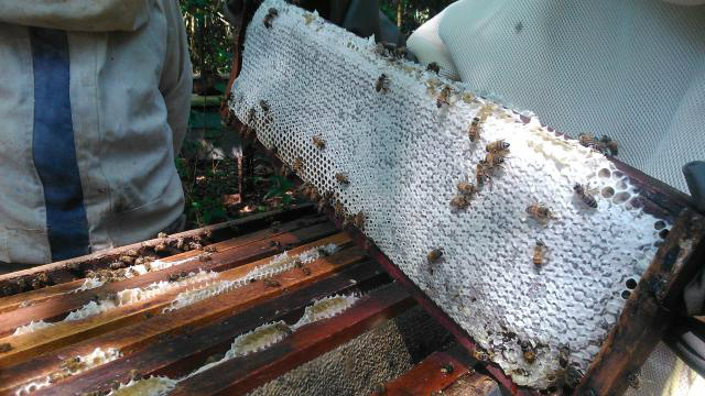 Embrapa capacita apicultores do Pantanal nas etapas anteriores ao processamento do mel - Foto: Gustavo Bijos