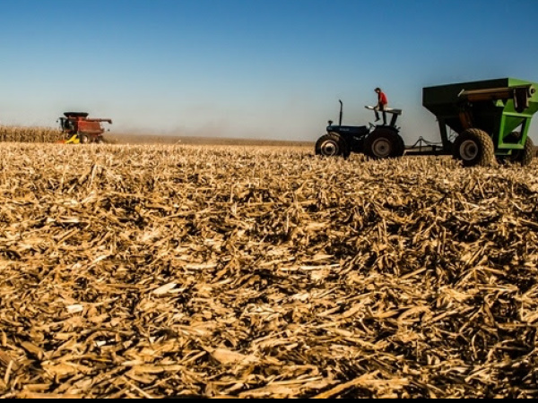 Chuva atrasa colheita sem afetar produção do milho safrinha em MS