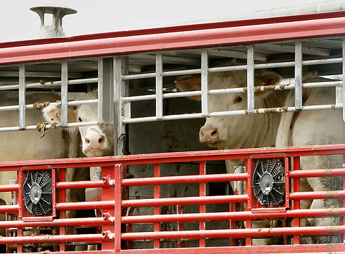 No Brasil, todo os dias, milhares de bovinos são transportados, sendo os abatedouros o principal destino. O transporte rodoviário ainda é o mais utilizado. Foto: Divulgação