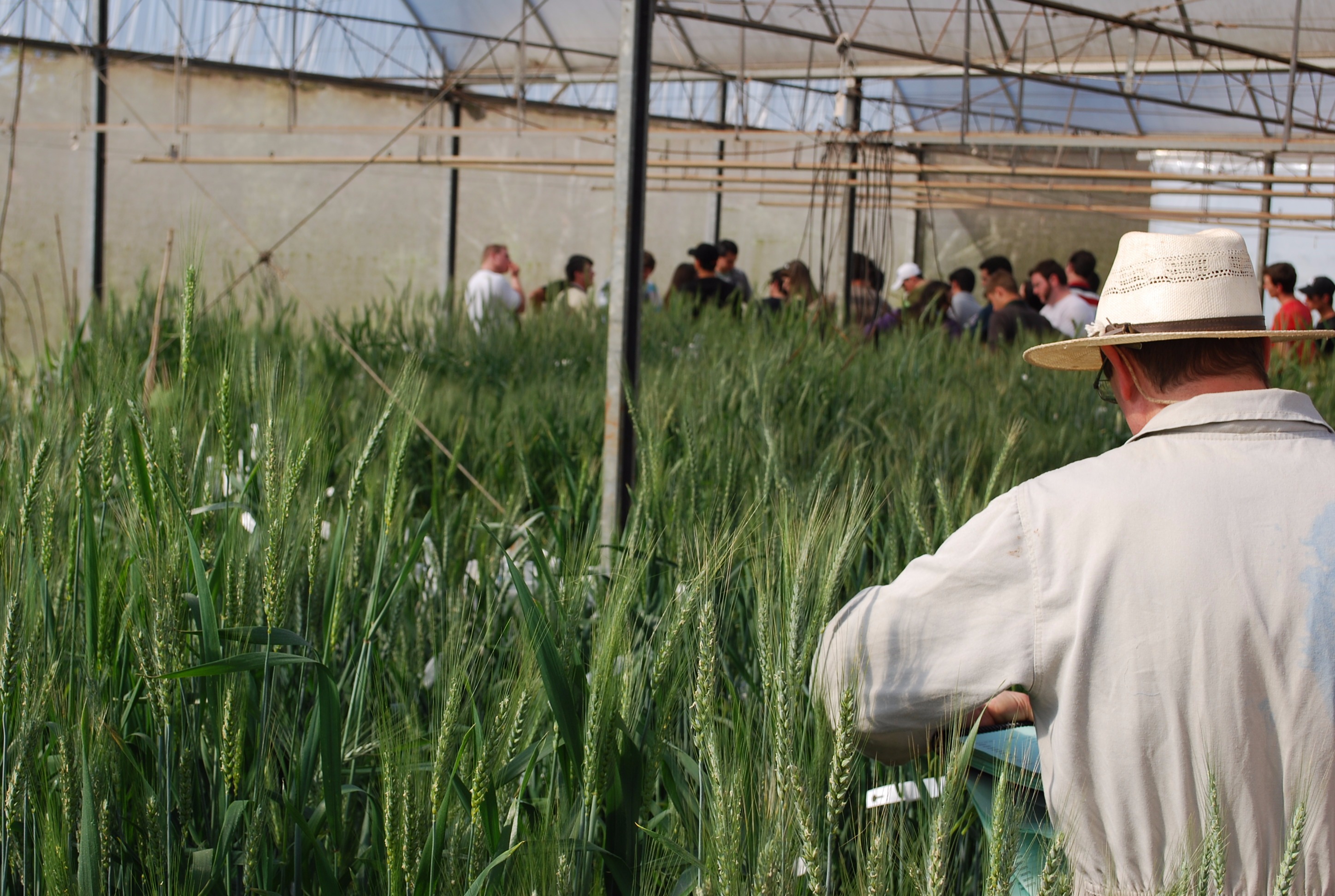 Visitantes conheceram trabalho de melhoramento genético do trigo - Foto: Divulgação
