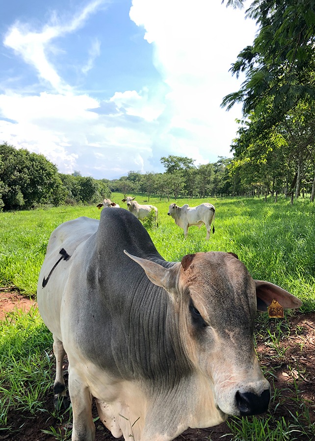 A recuperação de pastagens e a intensificação da produção de bovinos em áreas degradadas melhoram o sequestro de carbono - Foto: Ana Maio