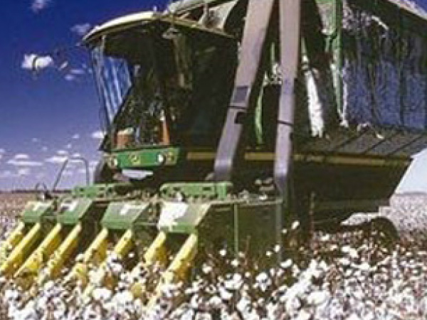 O valor da produção do algodão teve elevação de 30,4%Foto/Divulgação