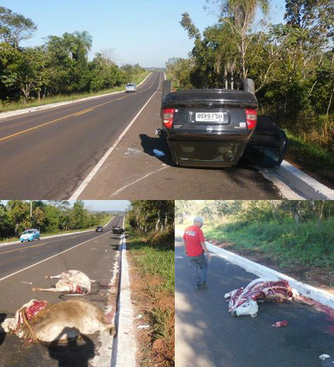 Imagens enviadas ao site Midiamax por um leitor mostram o carro capotado e animais mortos na pista (Foto: Midiamax)