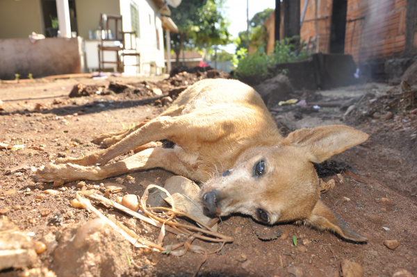 Aposentada denuncia envenenamento de animais em Dourados