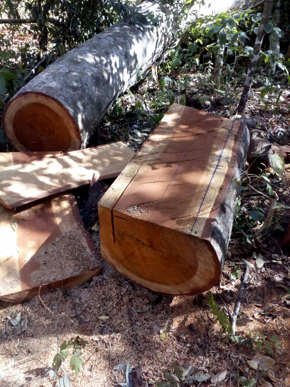 PMA autua assentado em R$ 5 mil por furto de madeira