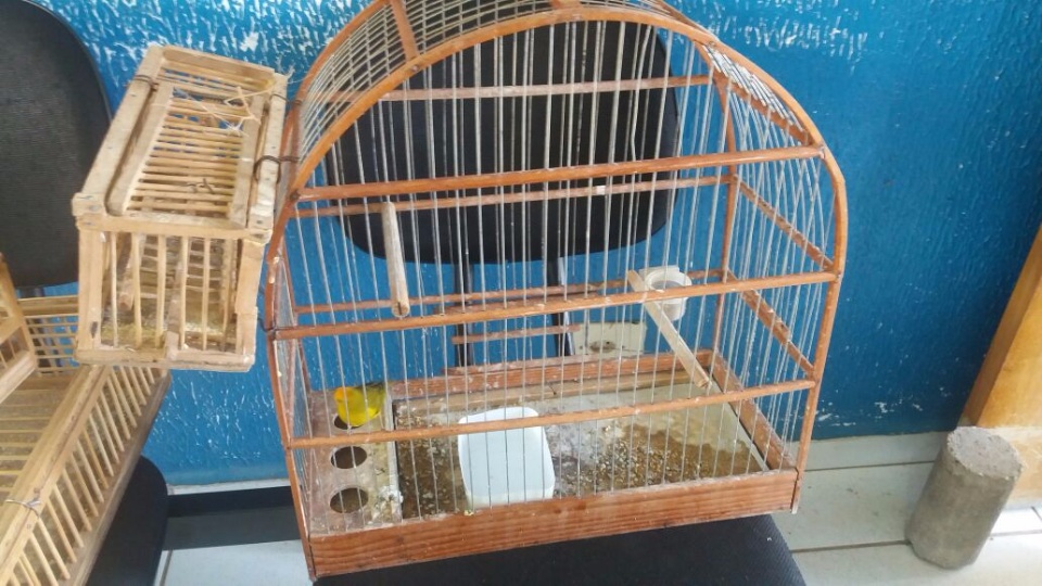 Caçador de passarinho leva multa de R$ 125 mil e centenas de aves são resgatadas