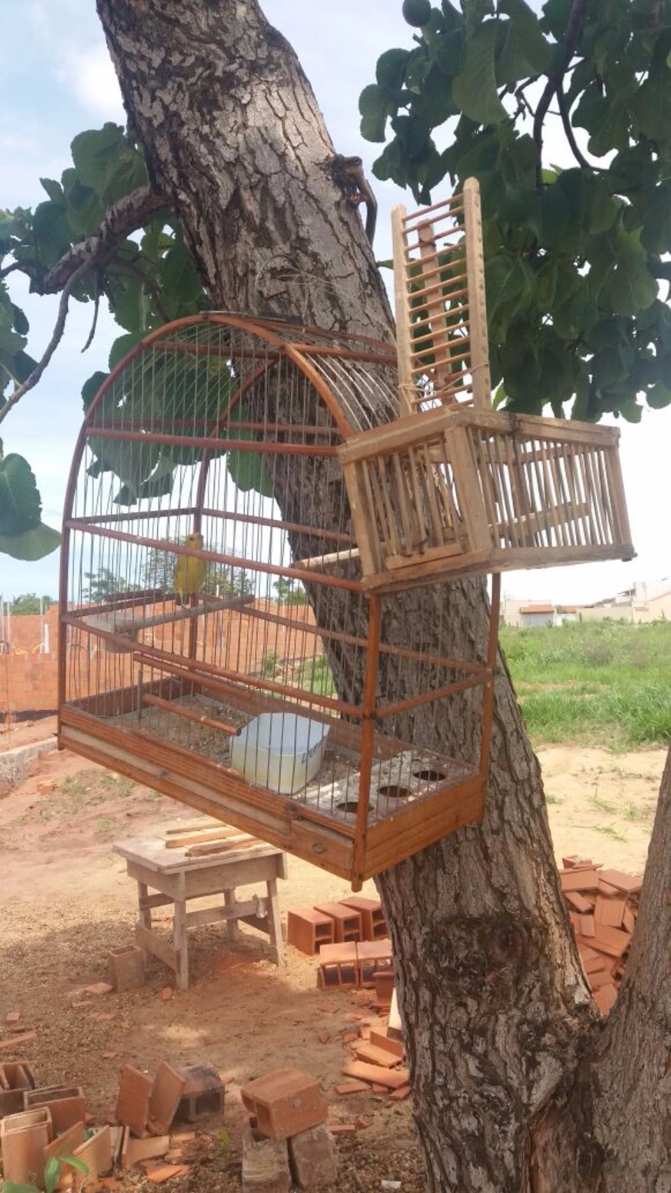 Caçador de passarinho leva multa de R$ 125 mil e centenas de aves são resgatadas