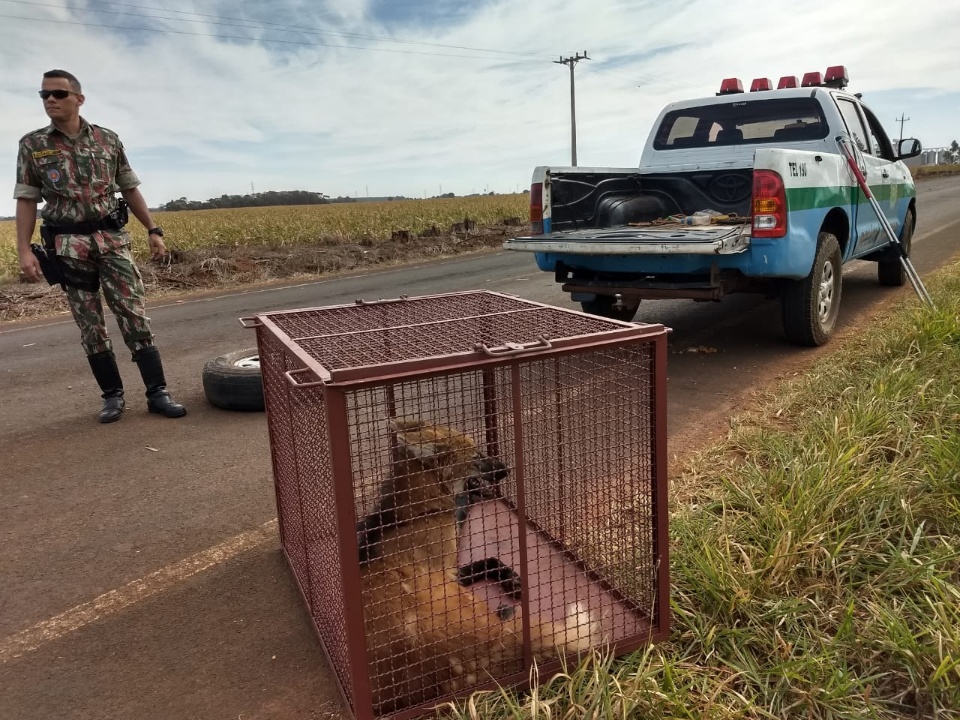 PMA resgata lobo-guará atropelado em rodovia de MS