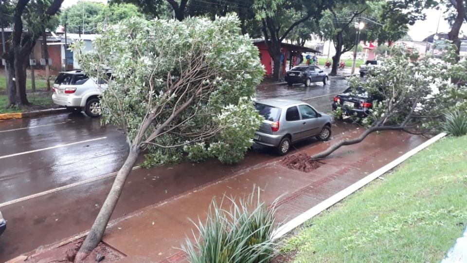 Forte chuva alaga ruas e derruba árvores em Dourados
