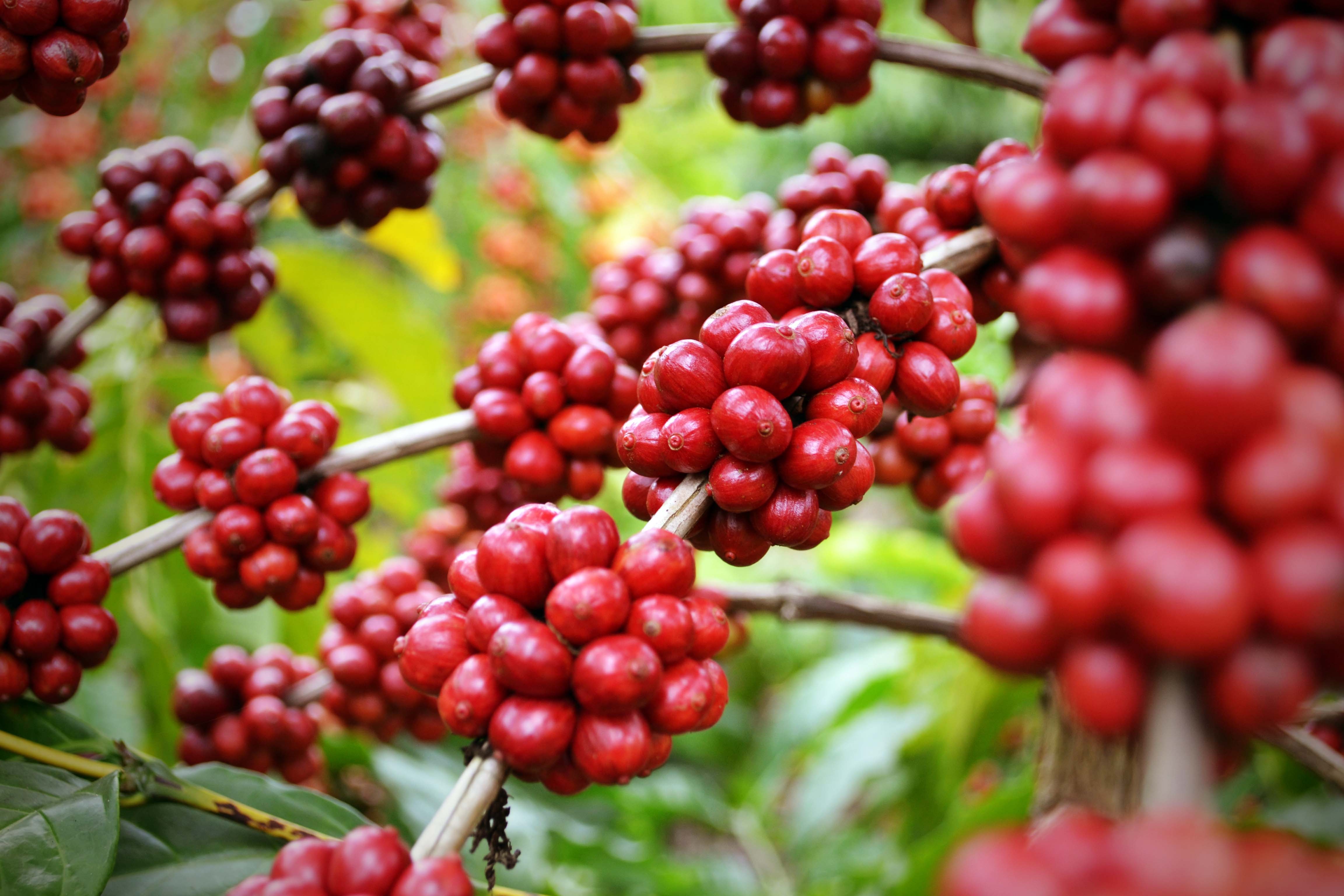Broca ainda pode gerar problemas para os exportadores de cafés especiais / Imagem créditos: Divulgação