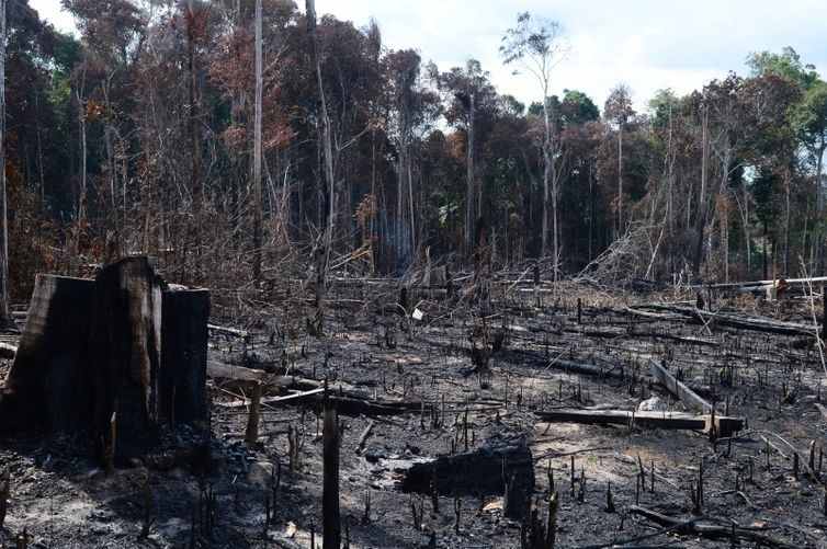 Efeitos do desmatamento na flora e na fauna preocupam ambientalistas (Arquivo/Agência Brasil)
