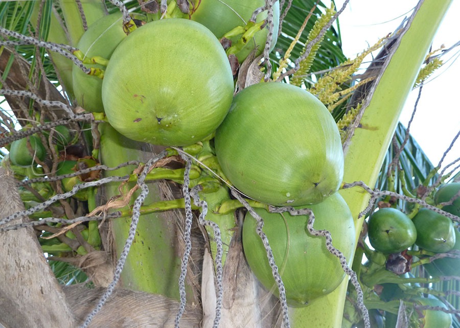Pesquisadores estudaram o melhor aproveitamento da polpa do coco-verde, disponibilizando novas opções de produtos alimentícios saudáveis - Foto: Goreti Braga
