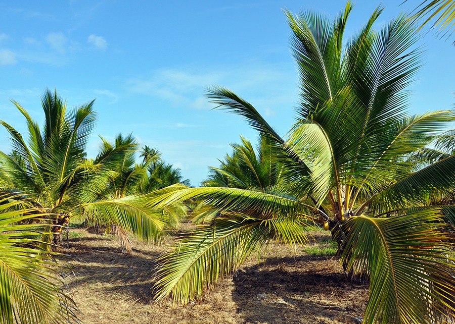A variedade Anã é a mais utilizada para a extração de água de coco - Foto: Saulo Coelho