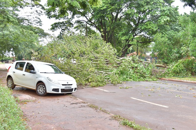 Árvores caíram na região central e bairros de DouradosFoto: Marcos Ribeiro