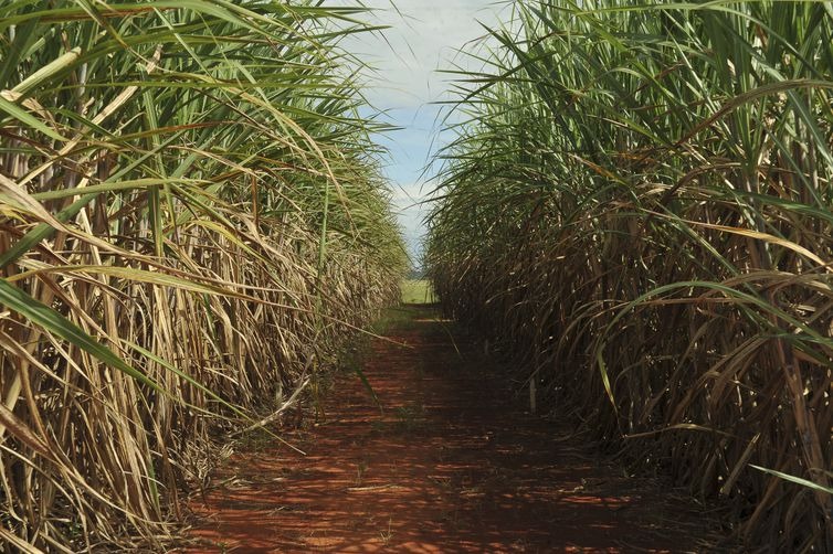 Plantação de cana-de-açúcar, usada para produzir açúcar e etanol - (Elza Fiúza/Arquivo Agência Brasil)