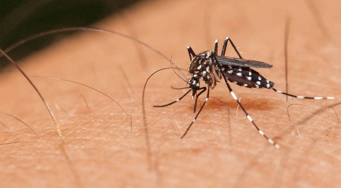 Saúde ressalta sobre cuidados para prevenir dengue