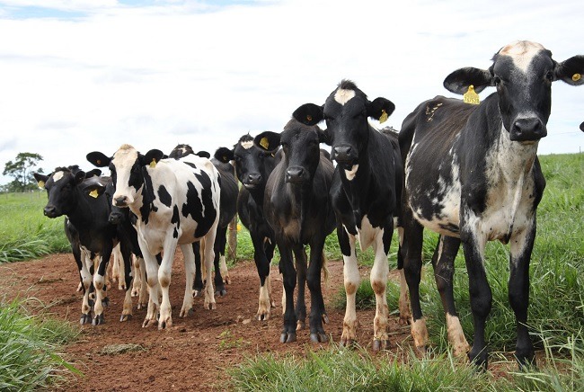 A Asbia mantém a previsão de expansão de5% na comercialização de material genético de gado de corte em 2018. Foto: banco de imagem