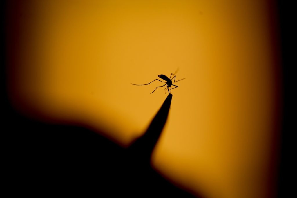 Mosquito Aedes aegypti é principal vetor do vírus da dengue, zika e chikungunya. Foto: UNICEF/BRZ/Ueslei Marcelino